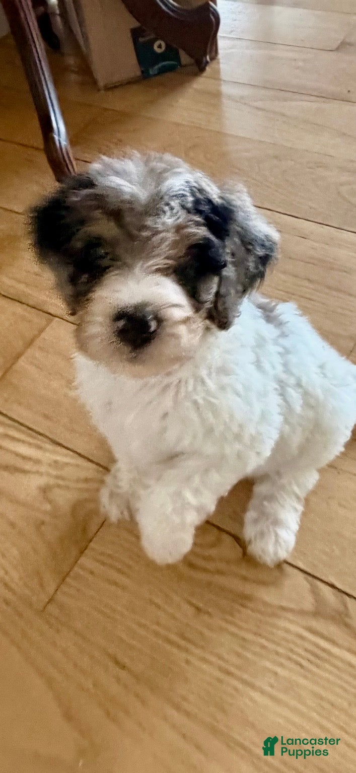 Bernedoodle dogs DINKY - Ad 2