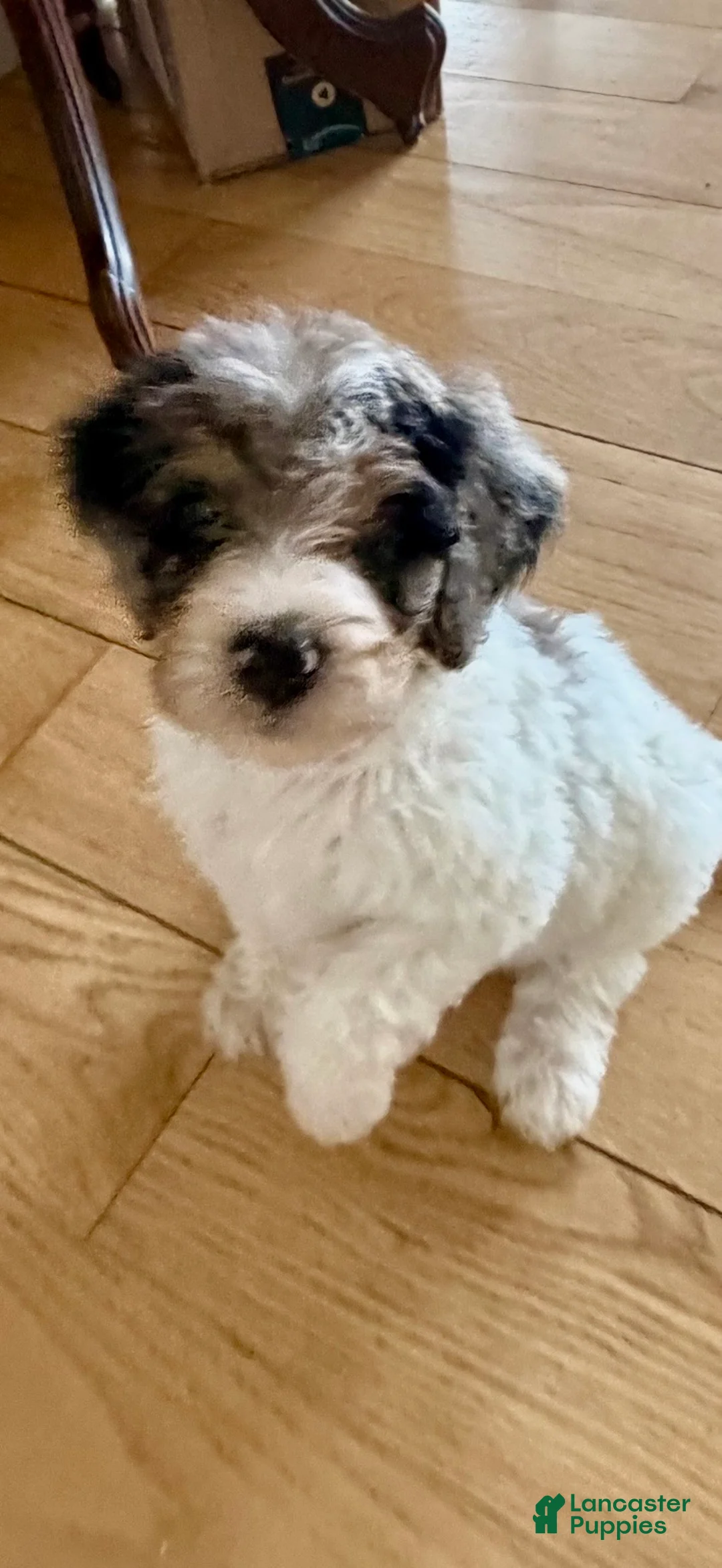 Bernedoodle dogs for sale: DINKY - Ad 2