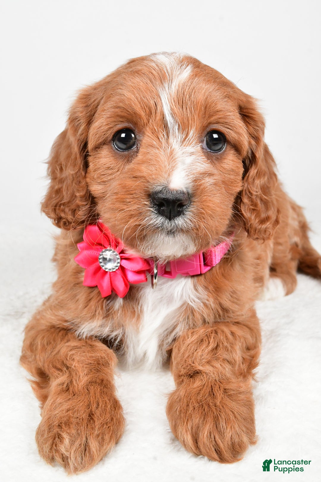 Cavapoo dogs for sale: Avery - Ad 3