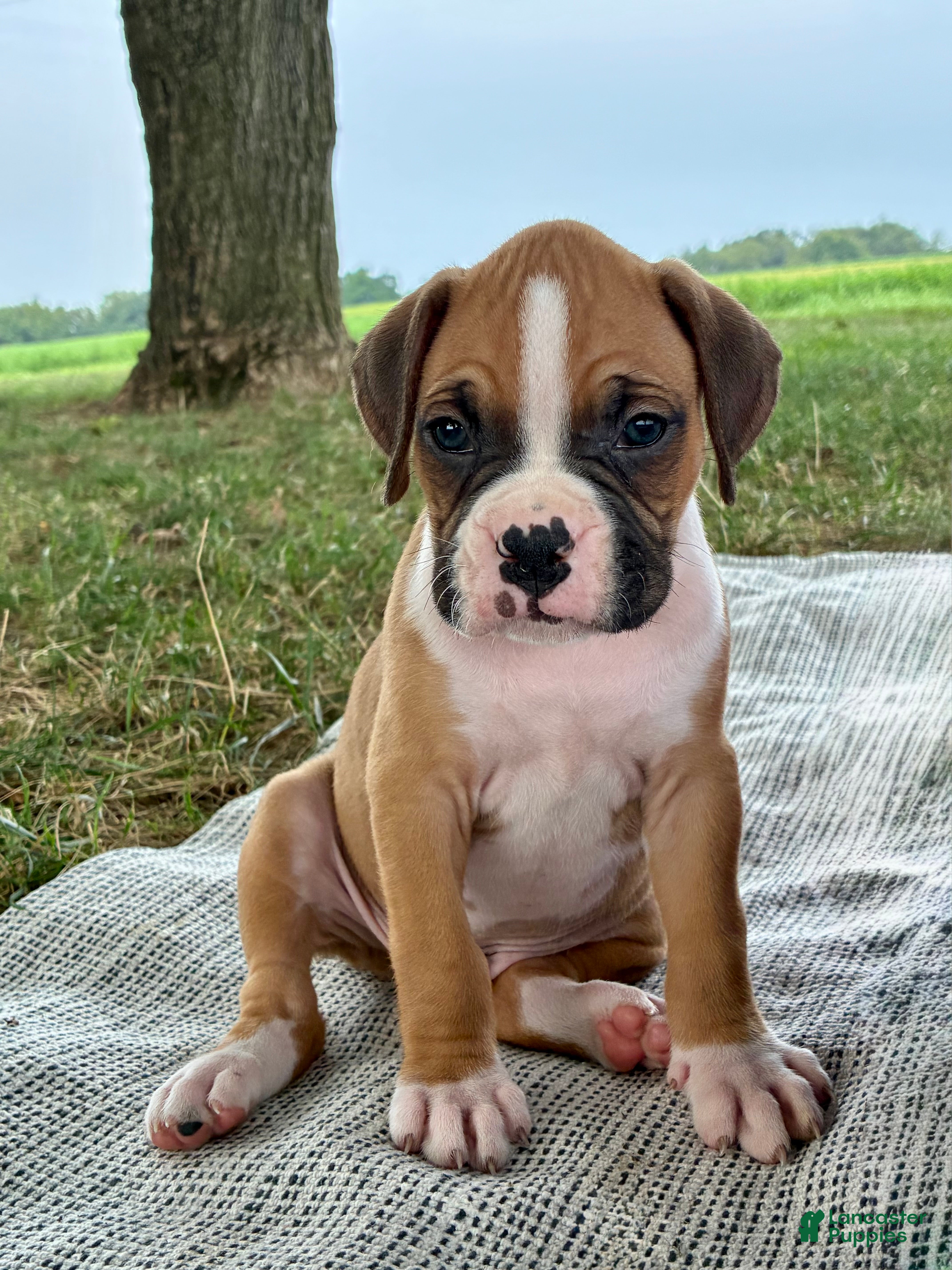 Boxer dogs Cash - Ad 2