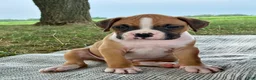 Boxer dogs for sale: Cash - Ad 2