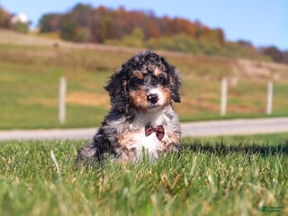 Mini Bernedoodle dogs - Ad 23