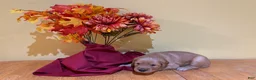 Golden Retriever dogs for sale: Miss Purple - Ad 3