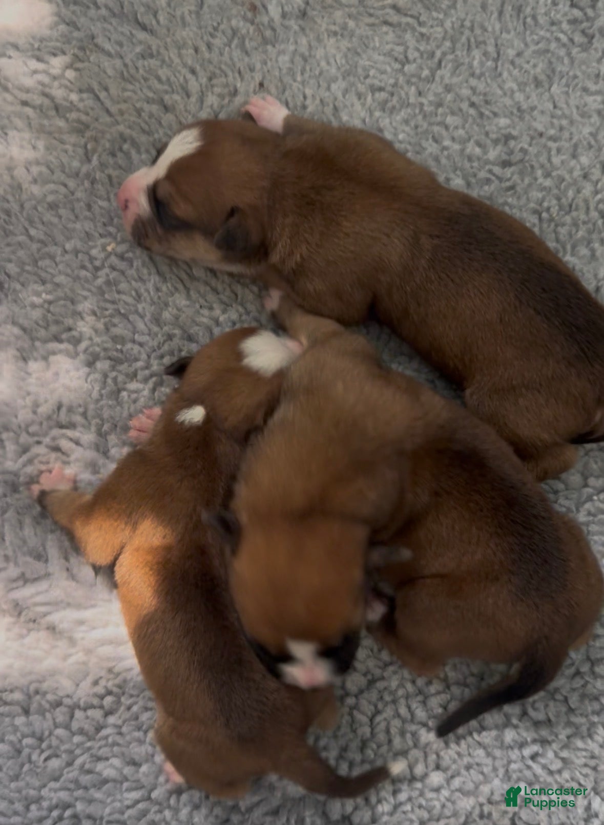American Bulldog dogs American Bulldog Puppy 3 - Ad 8