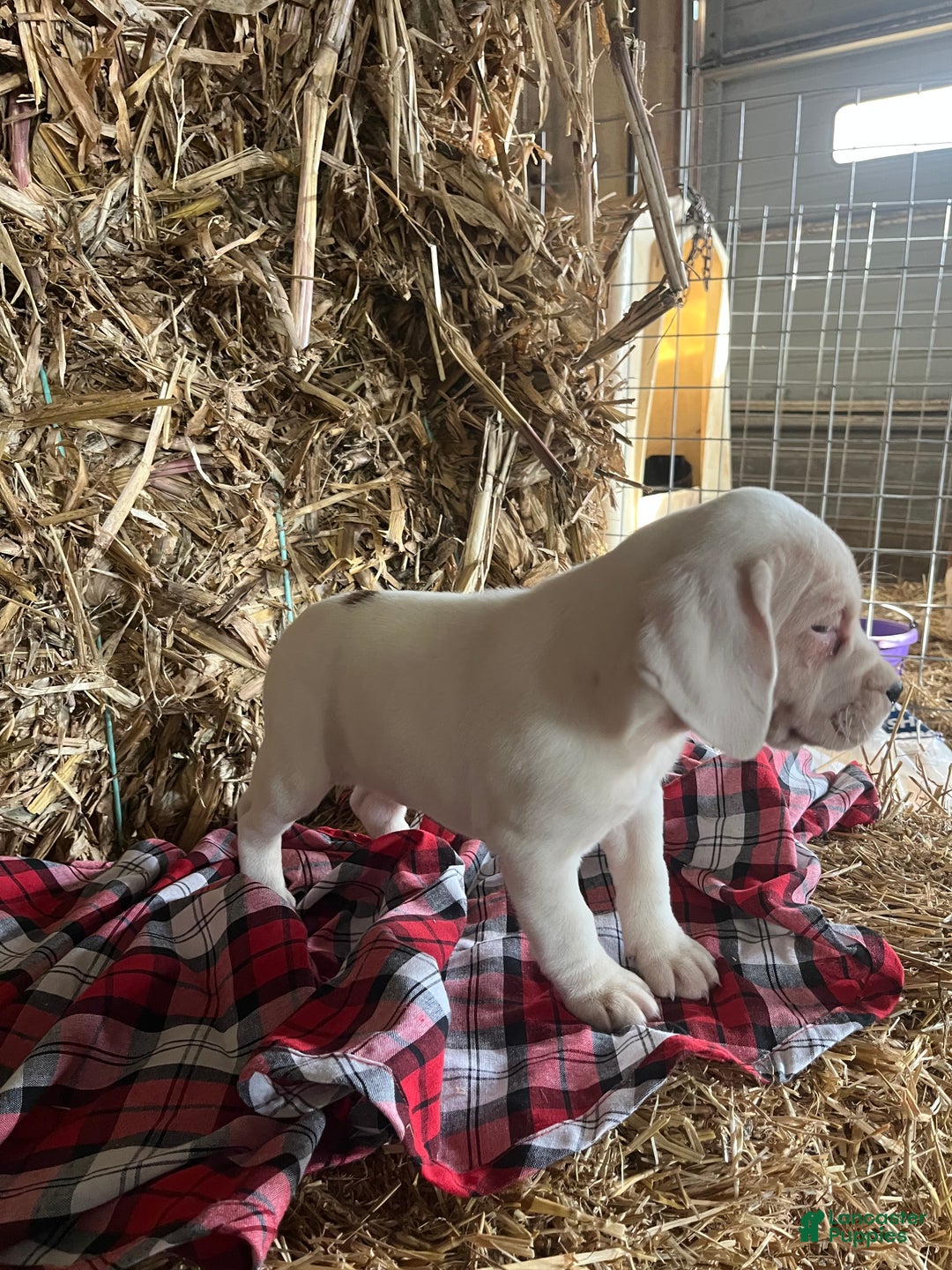 Mixed Breed dogs for sale: Snow White - Ad 2