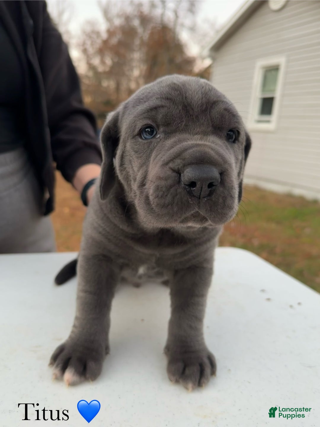 Cane Corso dogs for sale: Titus - Ad 3