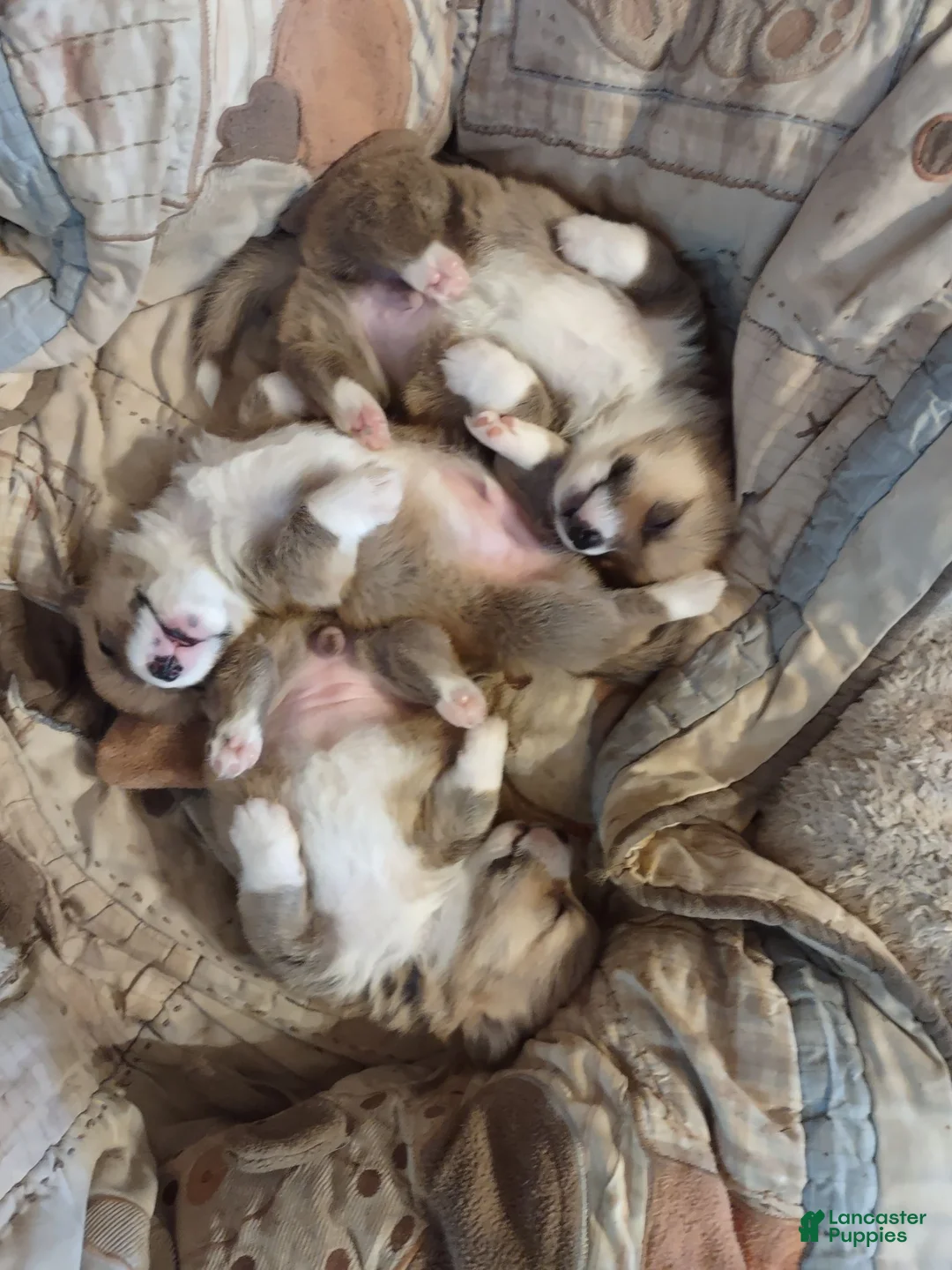Welsh Corgi Pembroke dogs for sale: Black collar  - Ad 12