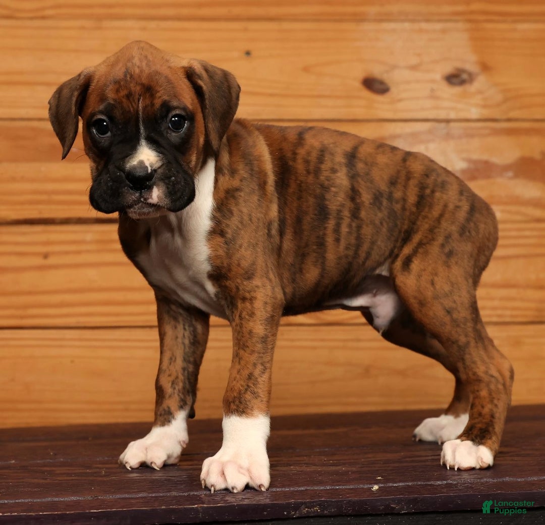 Boxer dogs for sale: Rainy - Ad 3