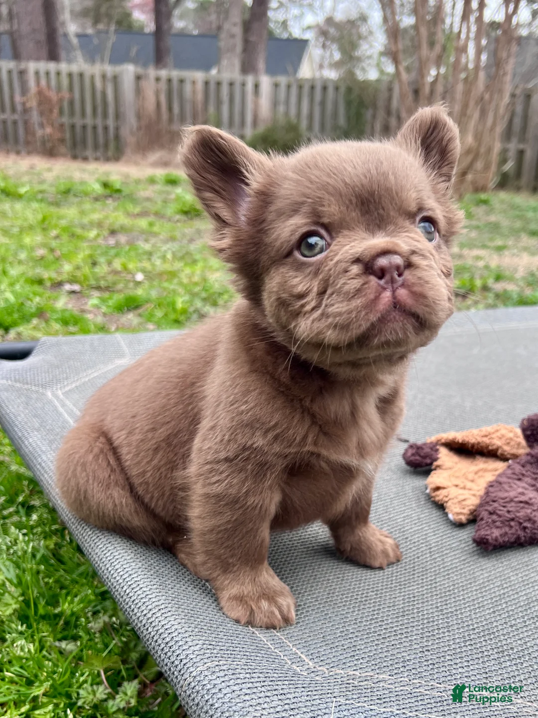 French Bulldog dogs for sale: Teddy Bear - Ad 2