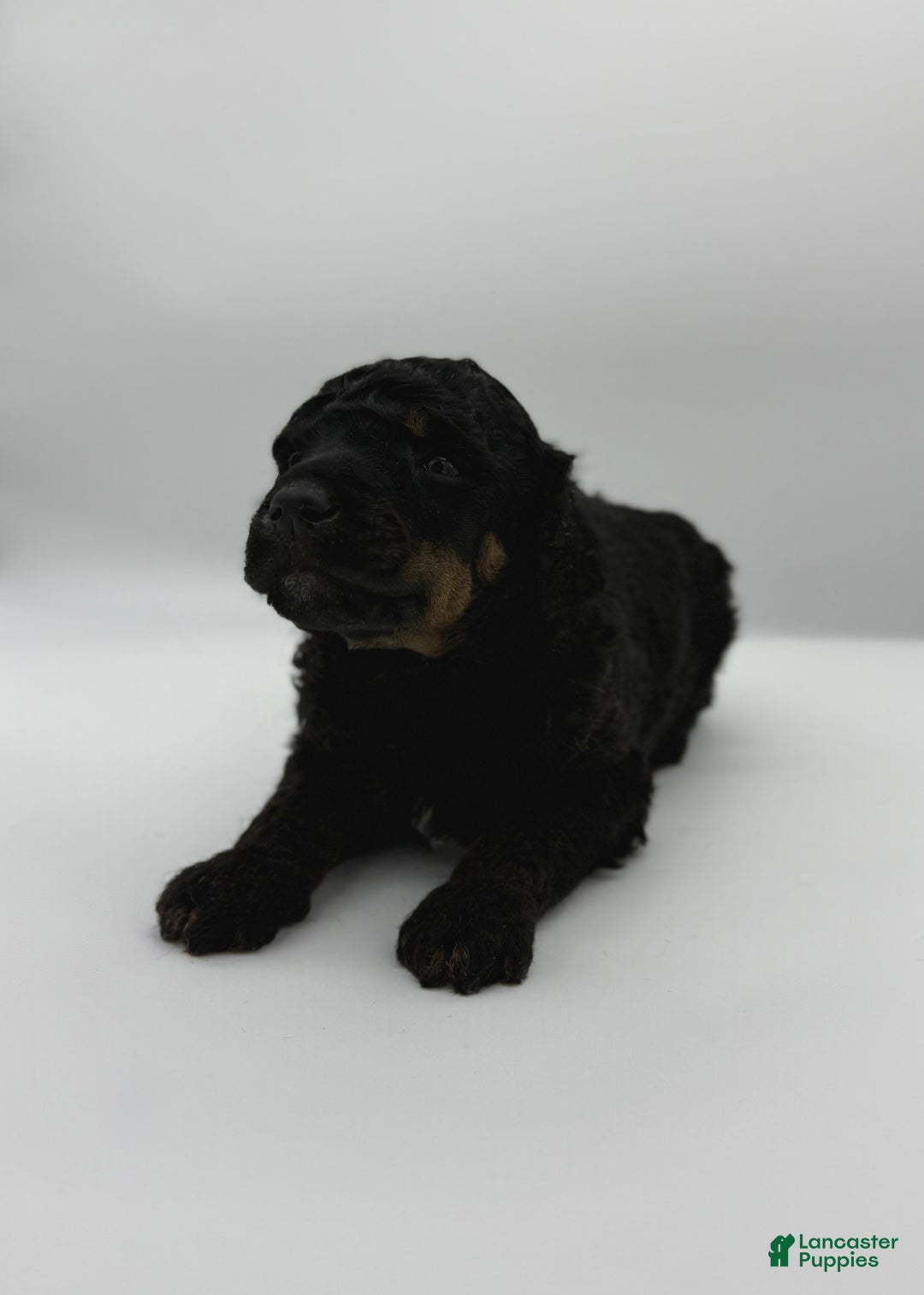 Standard Poodle dogs for sale: Elm - Ad 5