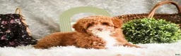 Miniature Poodle dogs for sale: Elenor - Ad 7