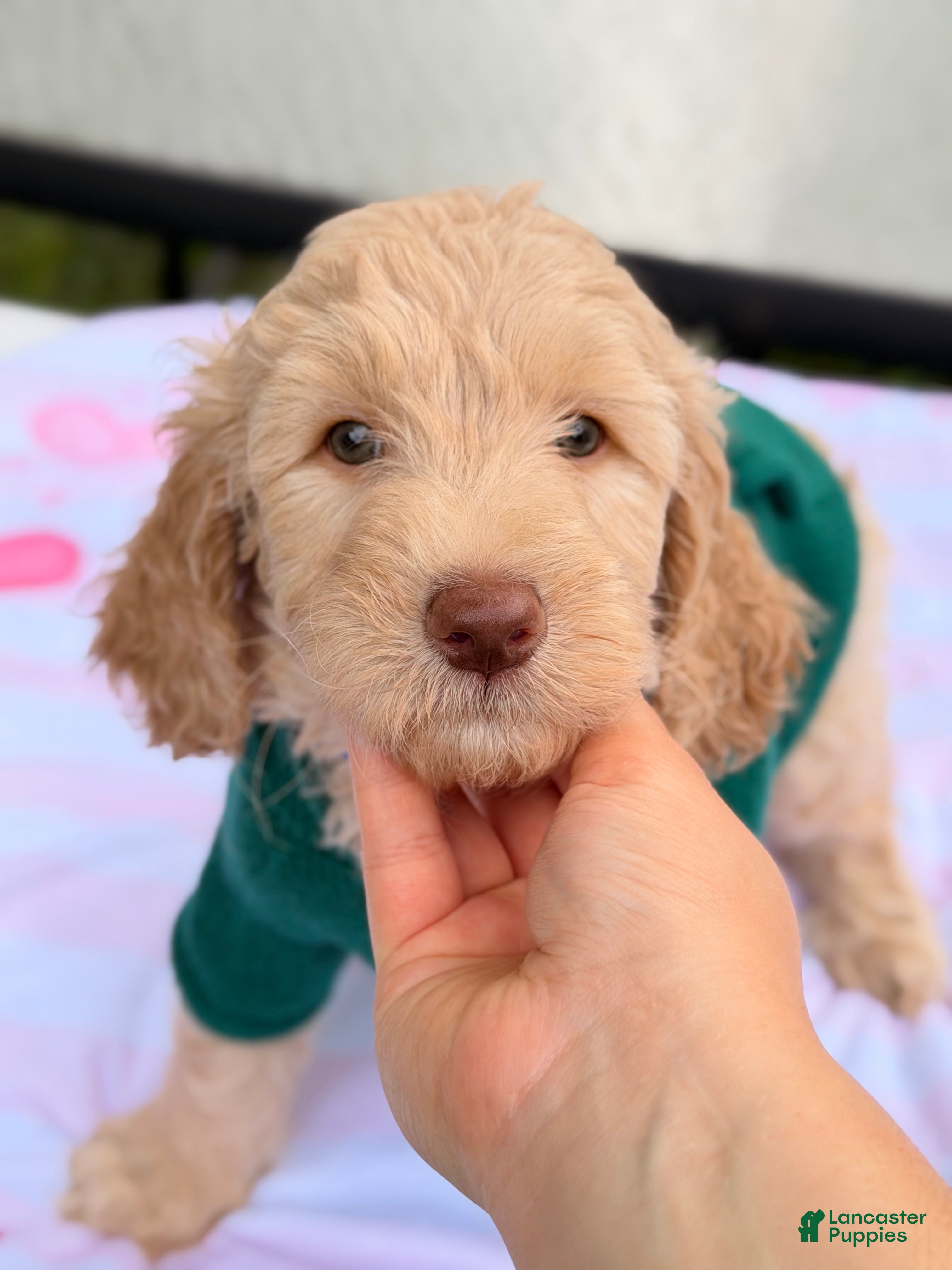 Goldendoodle dogs Aspen - Ad 1