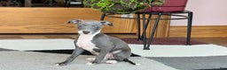 Italian Greyhound dogs for sale: Kk - Ad 19