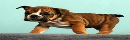 English Bulldog dogs for sale: Callie - Ad 6