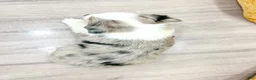 Miniature Australian Shepherd dogs for sale: Jewel - Ad 5