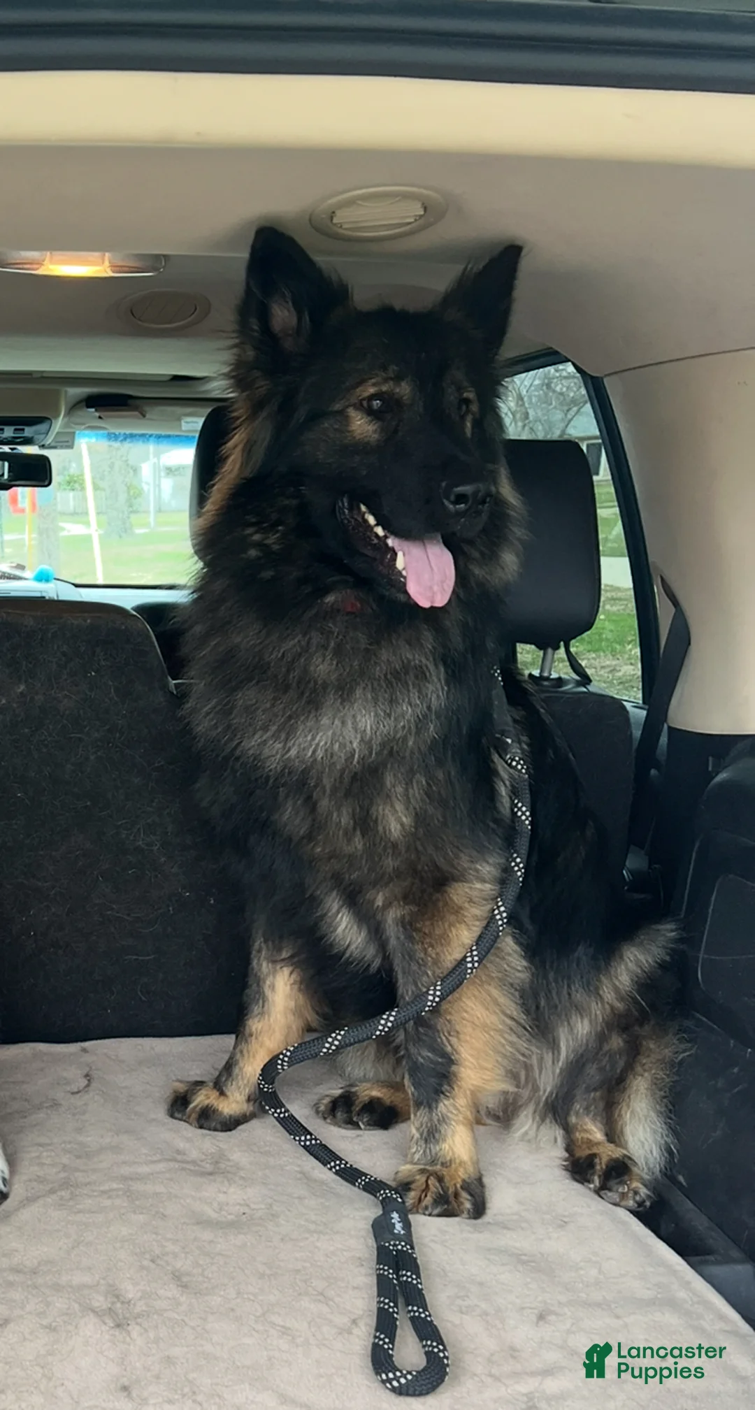 German Shepherd dogs for sale: German Shepherd Puppy 1 - Ad 1