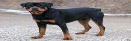 Rottweiler dogs for sale: Juliet - Ad 4