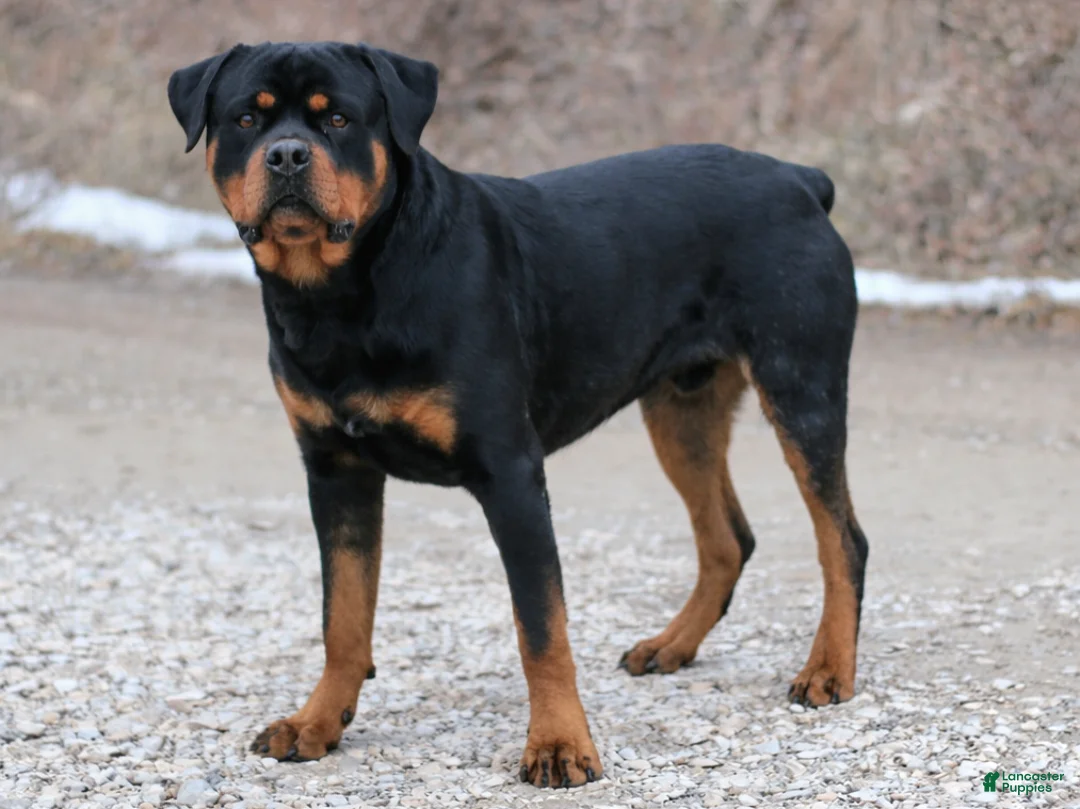 Rottweiler dogs for sale: Juliet - Ad 4