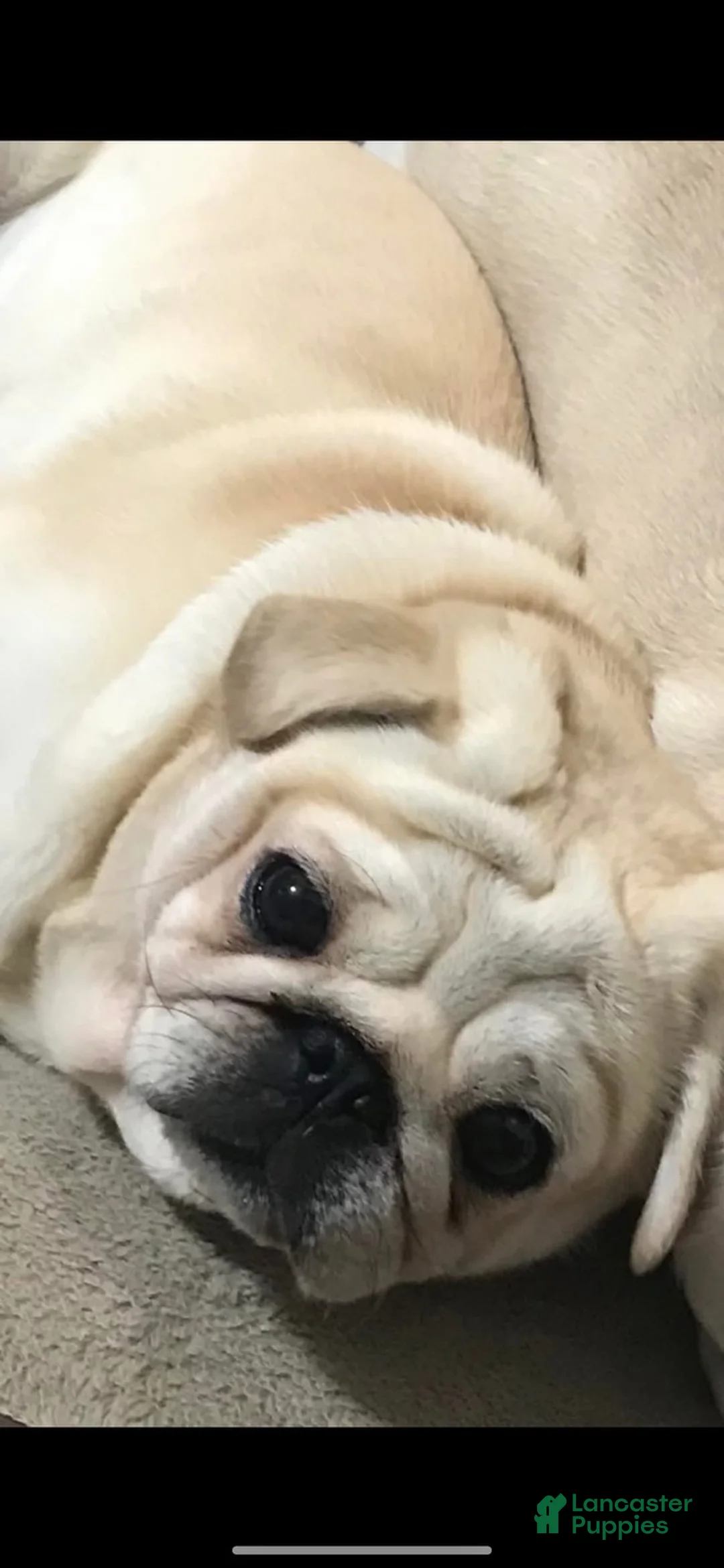Pug dogs for sale: Dior - Ad 3
