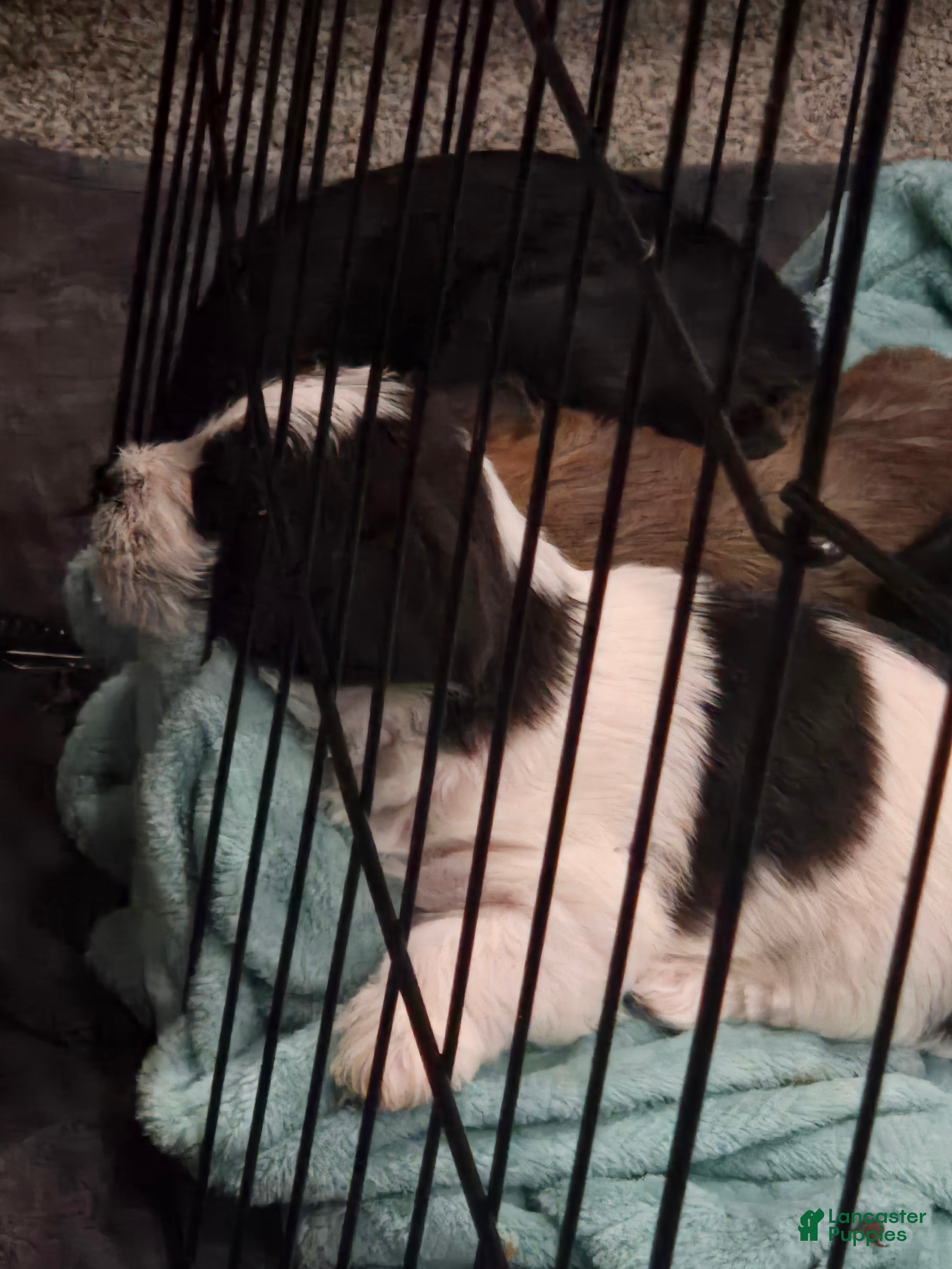 Mixed Breed dogs Mixed Breed Puppy 1 - Ad 37