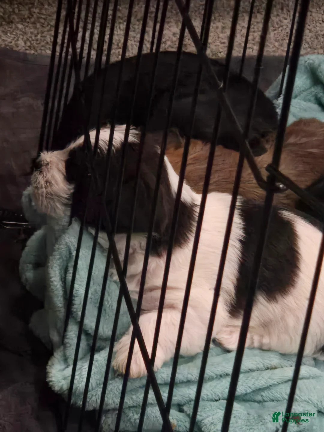 Mixed Breed dogs for sale: Mixed Breed Puppy 1 - Ad 1