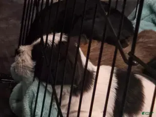 Mixed Breed dogs Mixed Breed Puppy 1 - Ad 37