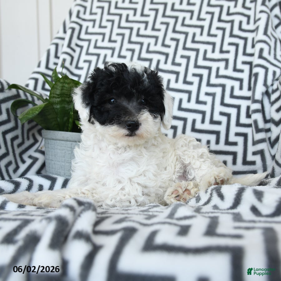 Bichpoo dogs for sale: Oreo - Ad 3