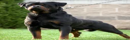 Rottweiler dogs for sale: Miss White  - Ad 6