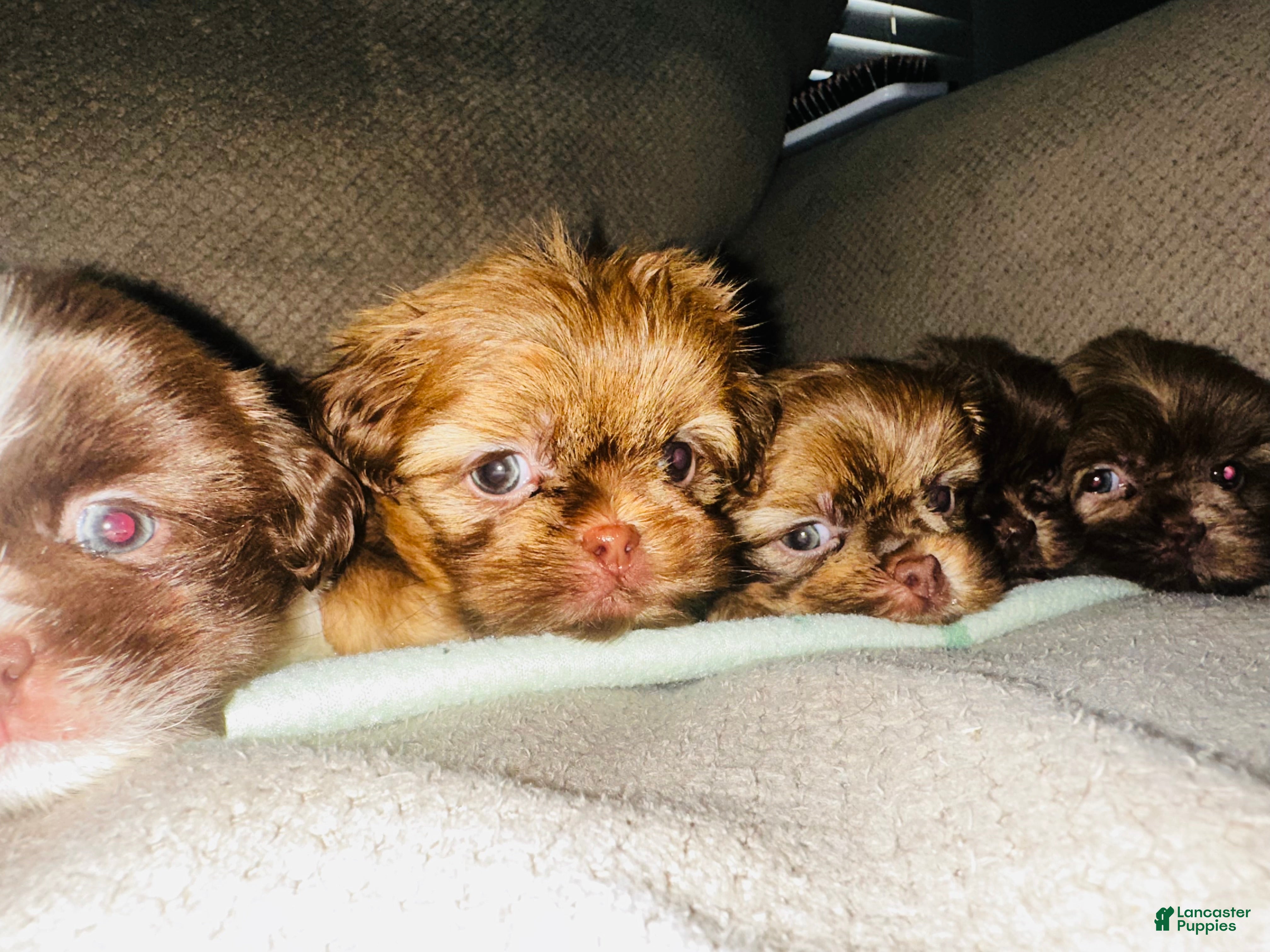 Shih Tzu dogs Rex - Ad 1
