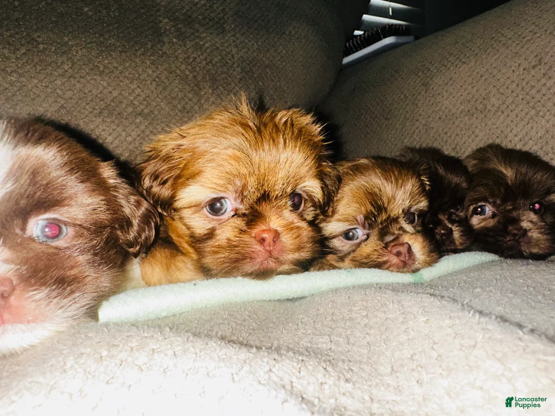 Shih Tzu dogs for sale: Rex - Ad 1