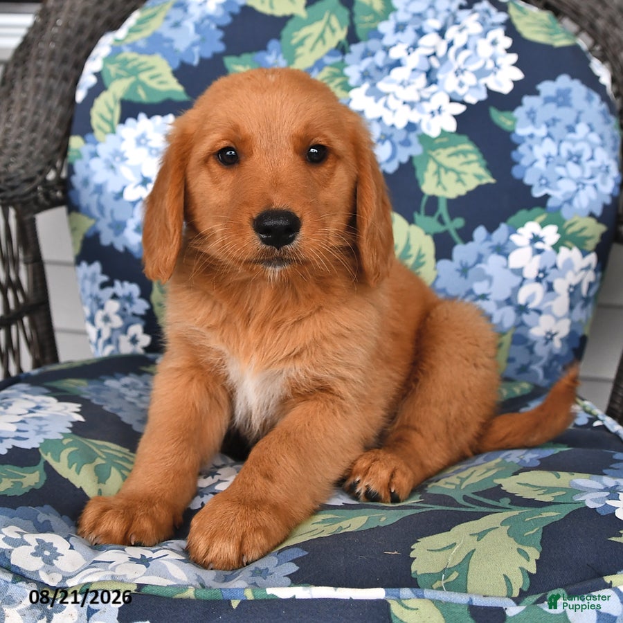 Golden Retriever dogs Pepper - Ad 2