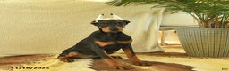 Doberman Pinscher dogs for sale: Flora   - Ad 3