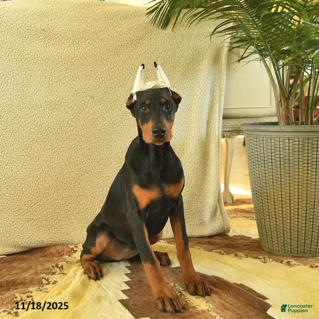 Doberman Pinscher dogs for sale: Flora   - Ad 3
