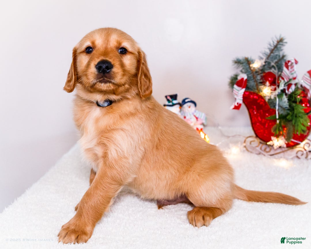 Golden Retriever dogs for sale: Colin - Ad 7