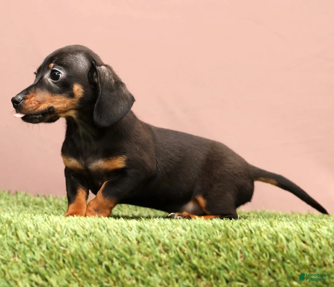 Miniature Dachshund dogs for sale: Quincy - Ad 3