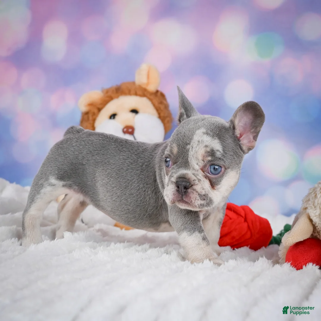 French Bulldog dogs for sale: Daffidill - Ad 2