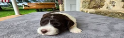 Portuguese Water Dog dogs for sale: Ruth - Ad 4