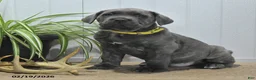 Cane Corso dogs for sale: Gunner - Ad 4