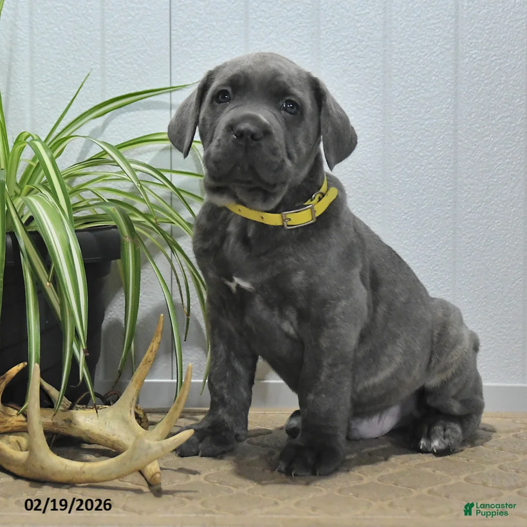 Cane Corso dogs for sale: Gunner - Ad 4