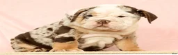 English Bulldog dogs for sale: Gherkin - Ad 5