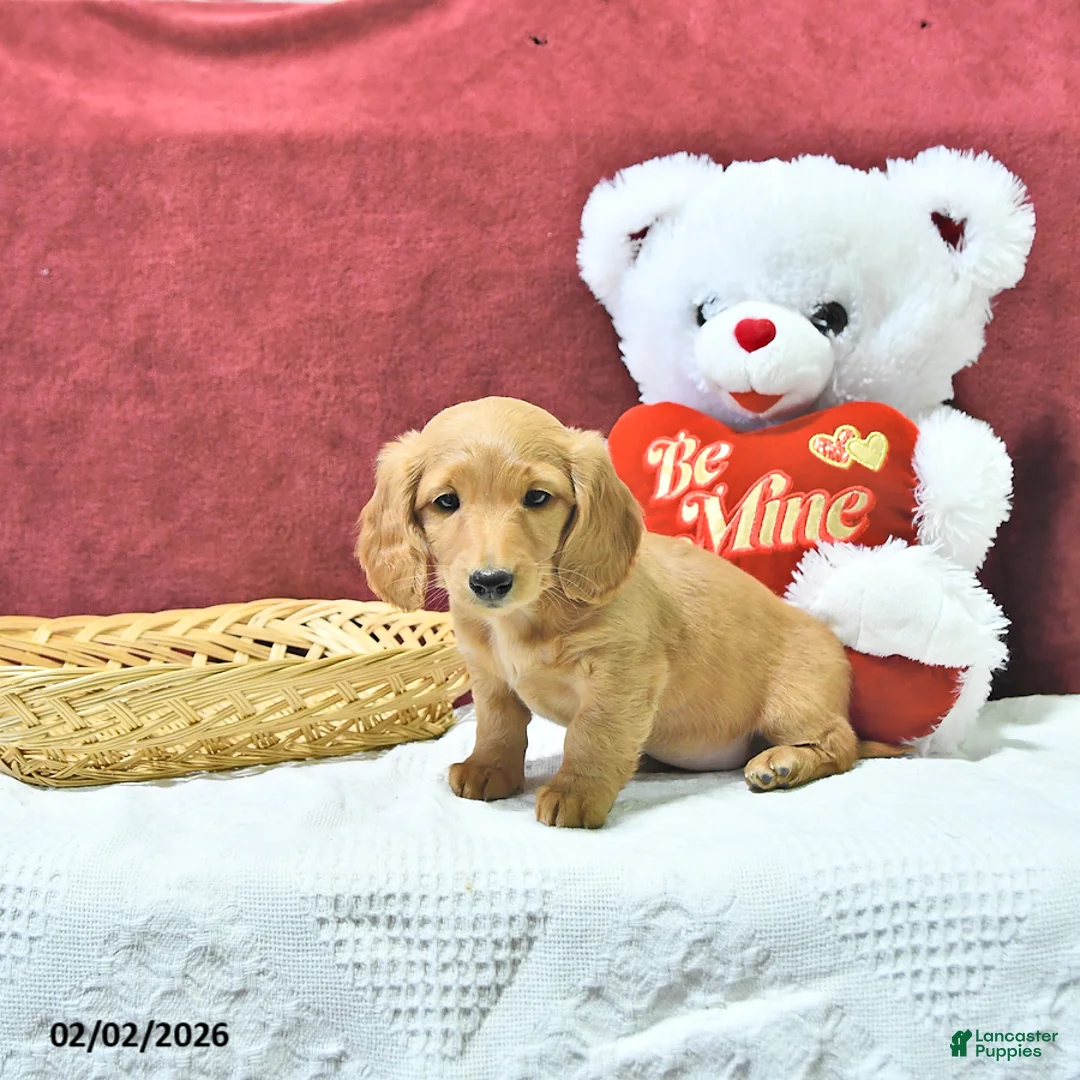 Miniature Dachshund dogs for sale: Ginger - Ad 4