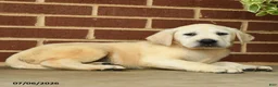 Labrador Retriever dogs for sale: Buster - Ad 5