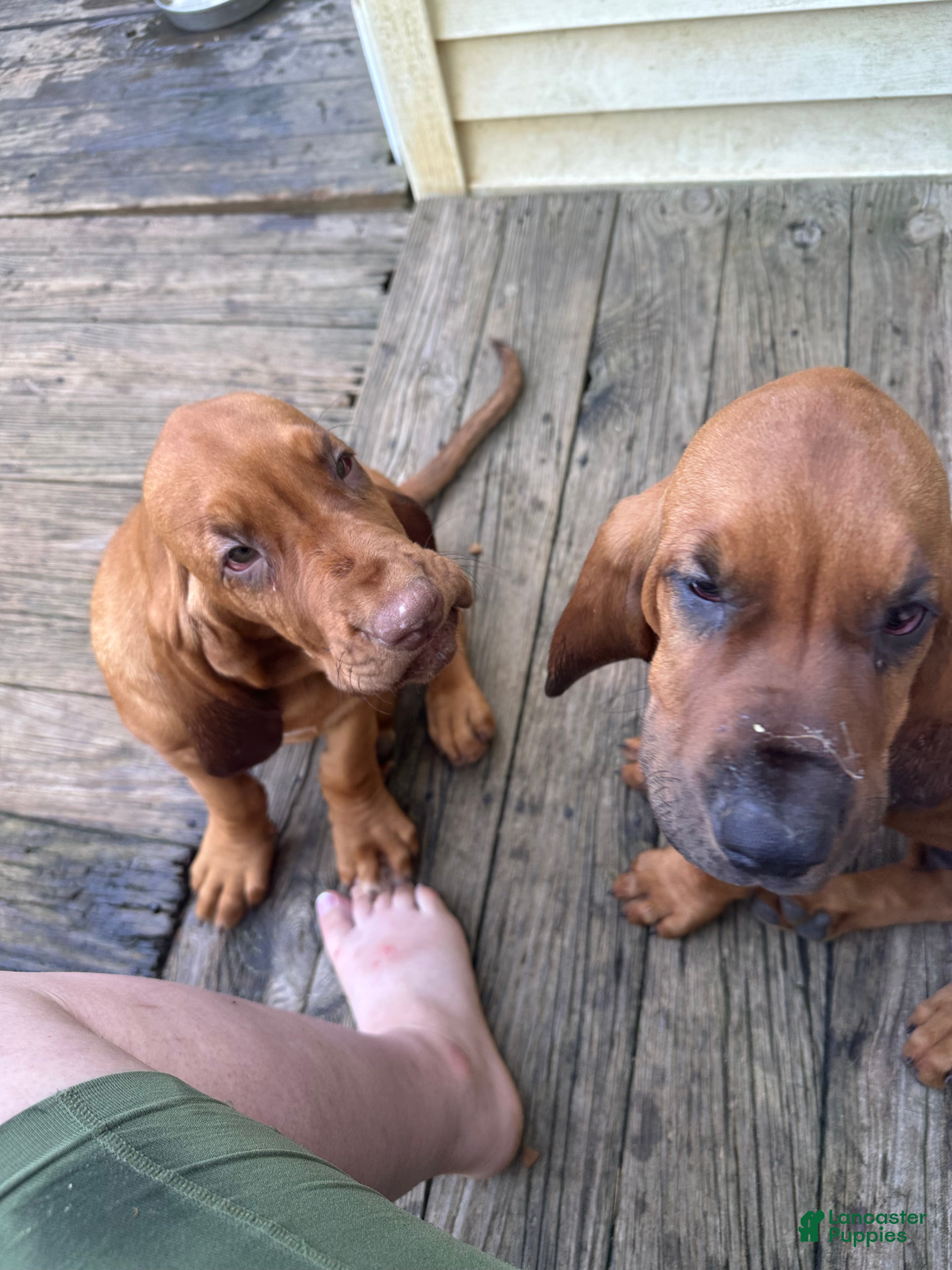 Bloodhound dogs for sale: Bloodhound Puppy 7 - Ad 3