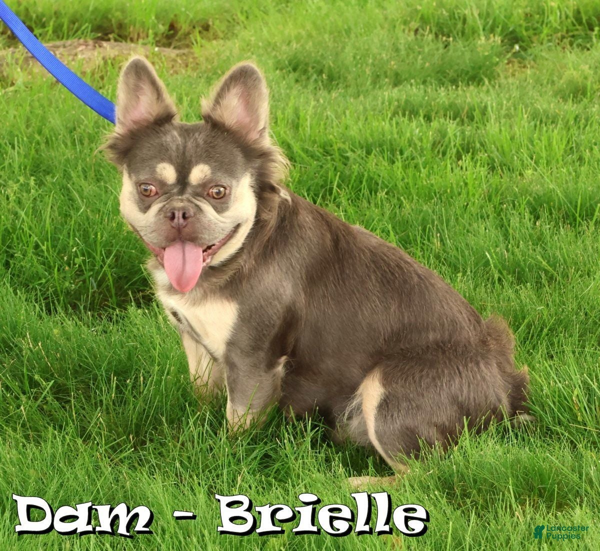 French Bulldog dogs for sale: Dana - Ad 10