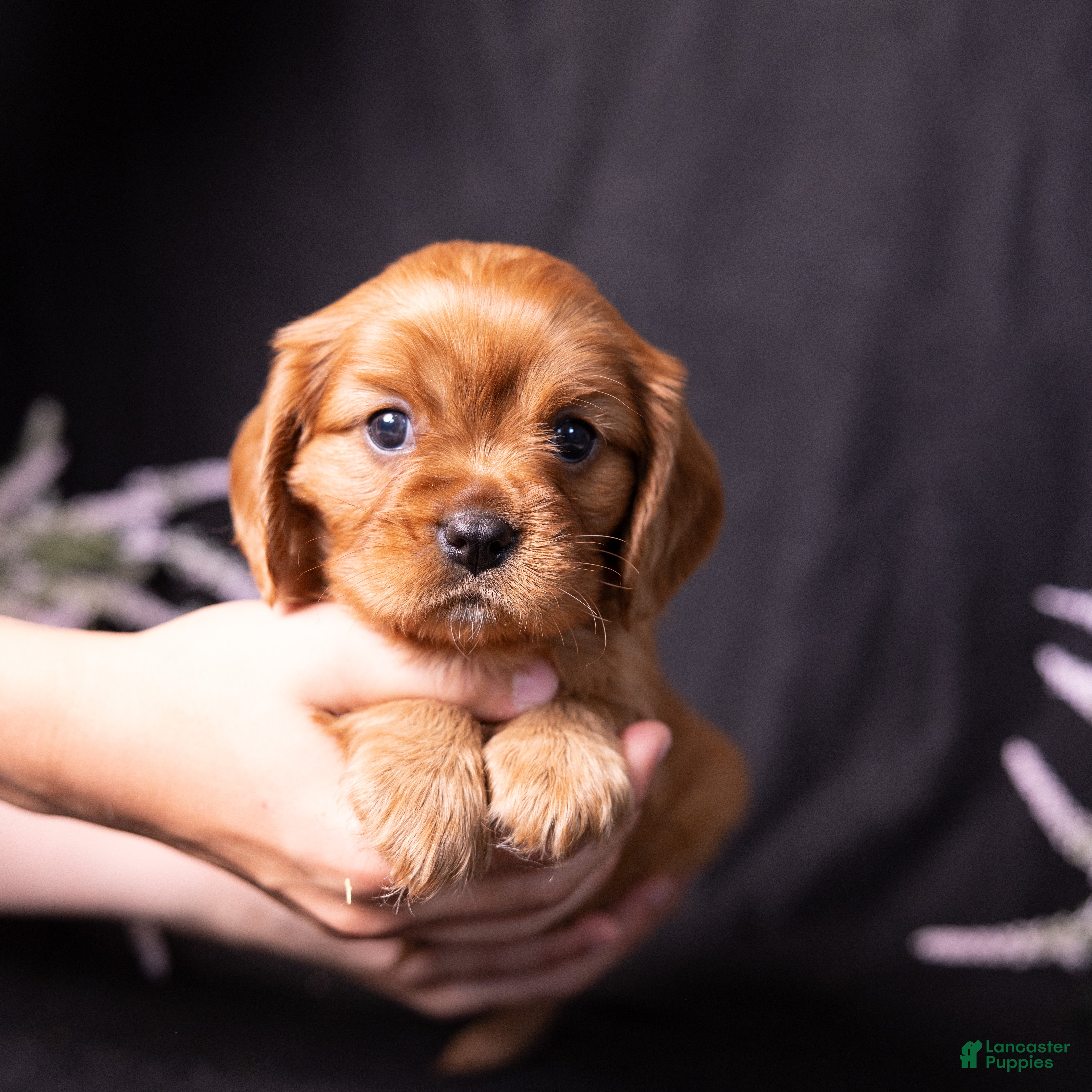 Cavalier King Charles Spaniel dogs Galileo - Ad 2