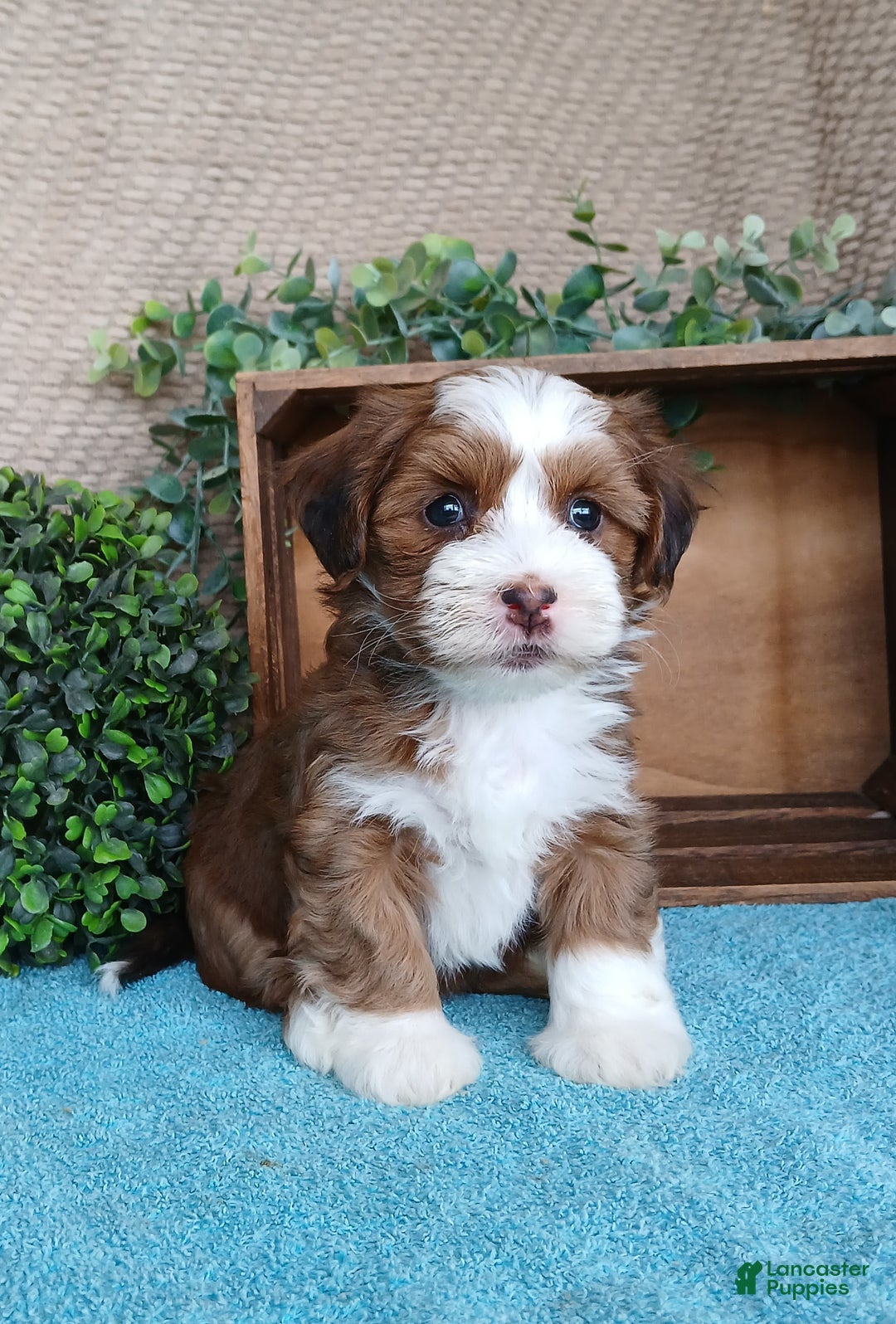 Havanese dogs for sale: Maria - Ad 1