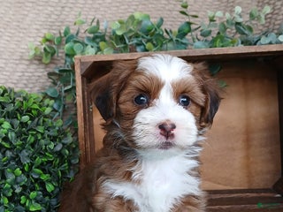 Havanese dogs Maria - Ad 24