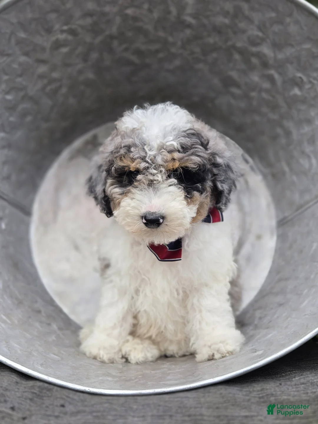Mini Sheepadoodle dogs for sale: Trigger - Ad 5
