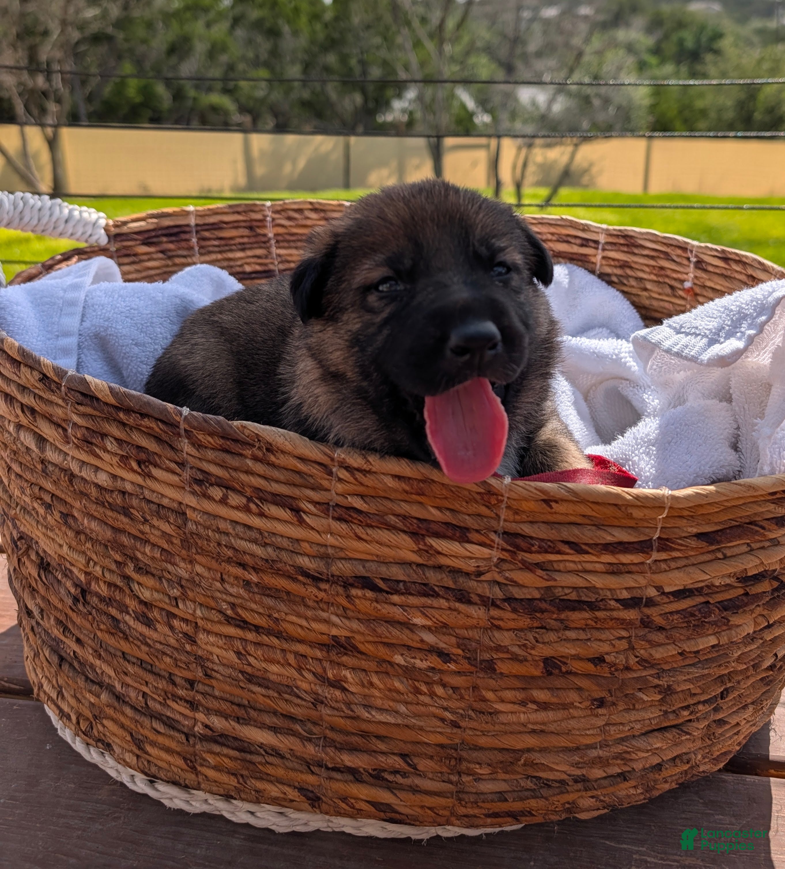 Mixed Breed dogs Cherry Bomb - Ad 7