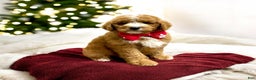 Mini Goldendoodle dogs for sale: Hunter - Ad 1